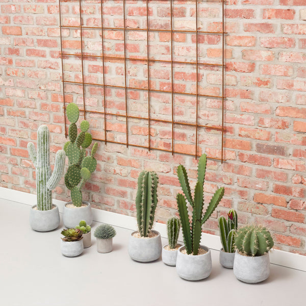 La déco Cactus : tendance à l'intérieur comme à l'extérieur