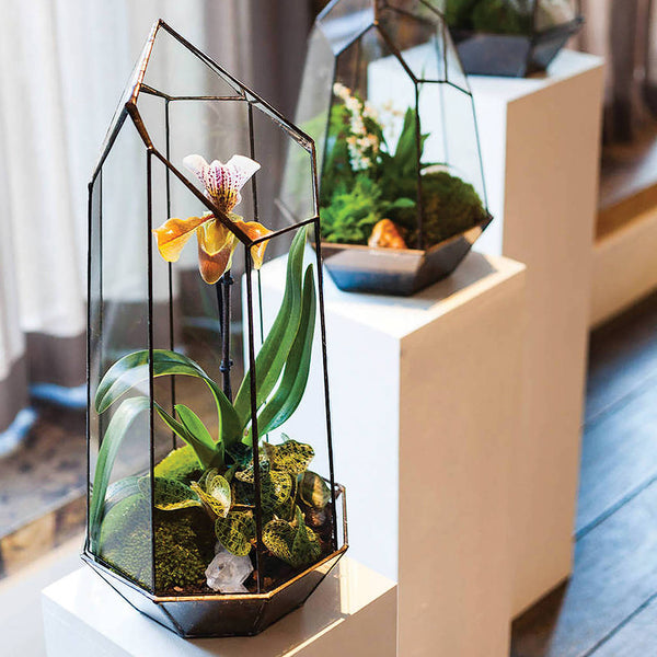 Les terrariums humides, un mini monde en bocal